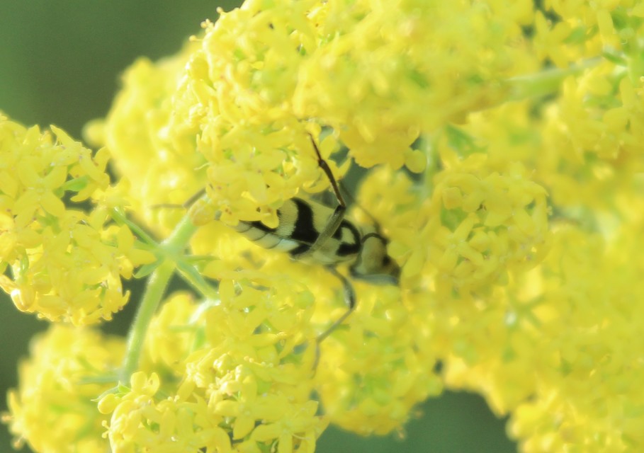 Chlorophorus varius - díszes darázscincér