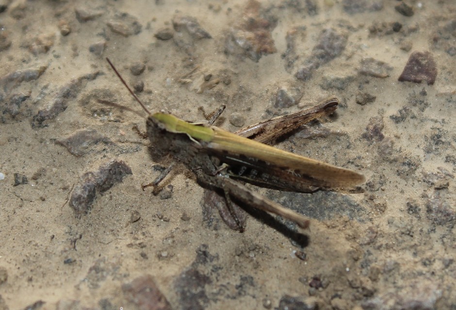 Chorthippus (Glyptobothrus) (subgenus)