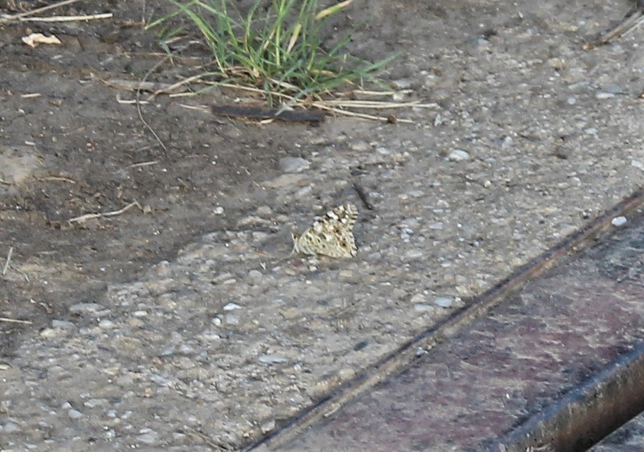 Vanessa cardui - bogáncslepke