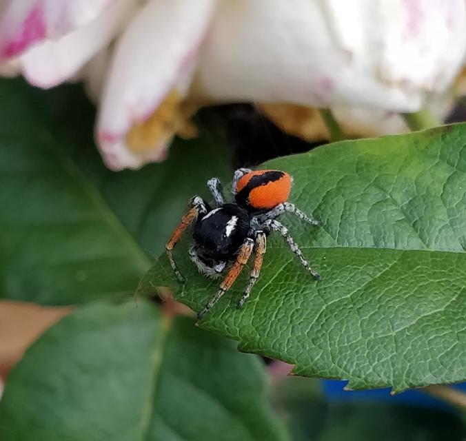 Philaeus chrysops - piros ugrópók