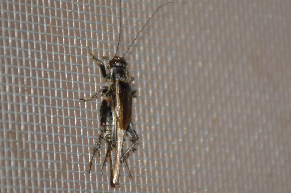Eumodicogryllus bordigalensis - bordói tücsök