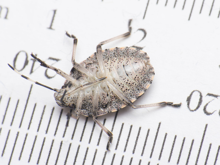 Rhaphigaster nebulosa - bencepoloska