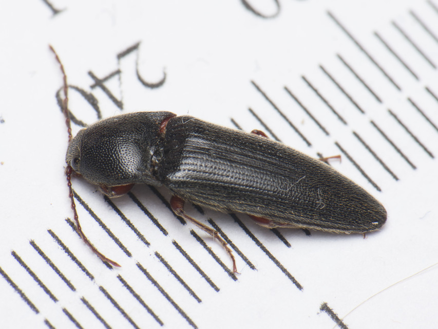 Melanotus