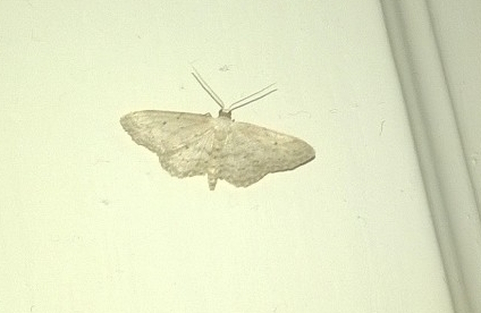 Idaea seriata - szürke apróaraszoló