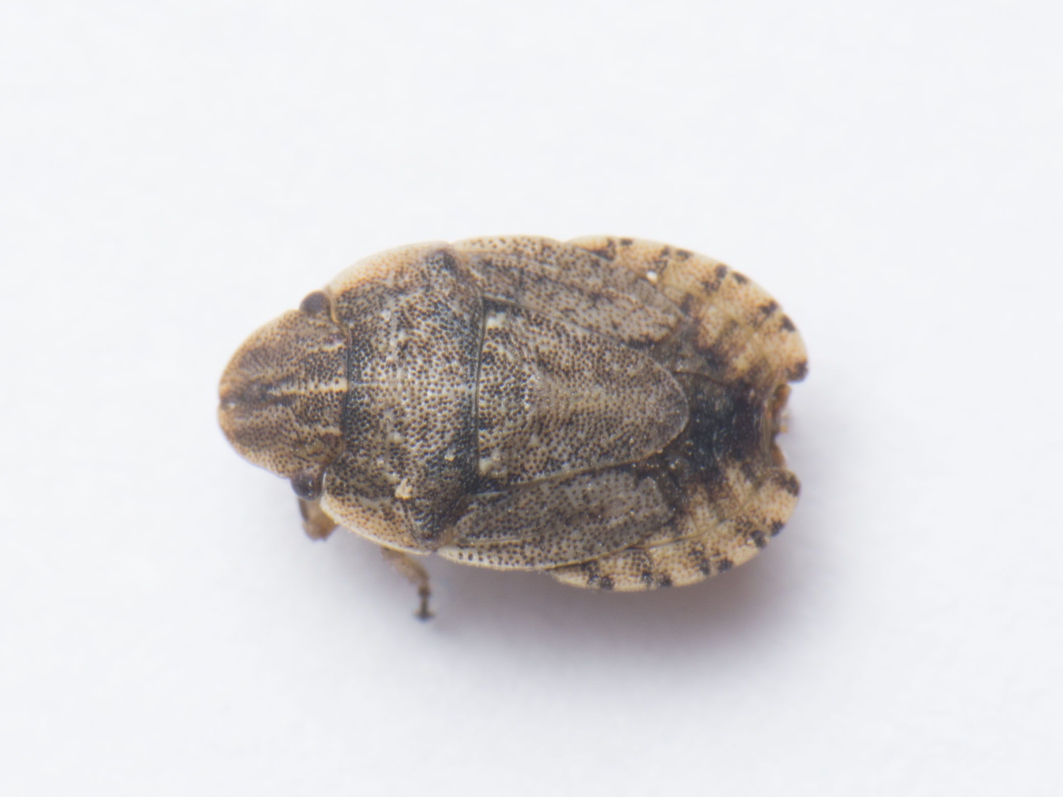 Sciocoris cursitans - közönséges laposfejű-poloska