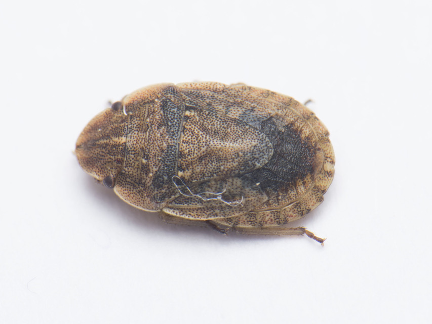 Sciocoris cursitans - közönséges laposfejű-poloska Sciocoris cursitans - közönséges laposfejű-poloska
