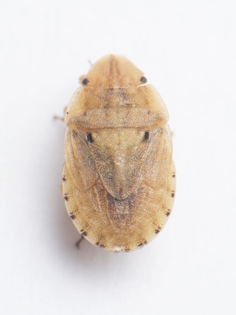 Sciocoris sulcatus - barázdás laposfejű-poloska Sciocoris sulcatus - barázdás laposfejű-poloska
