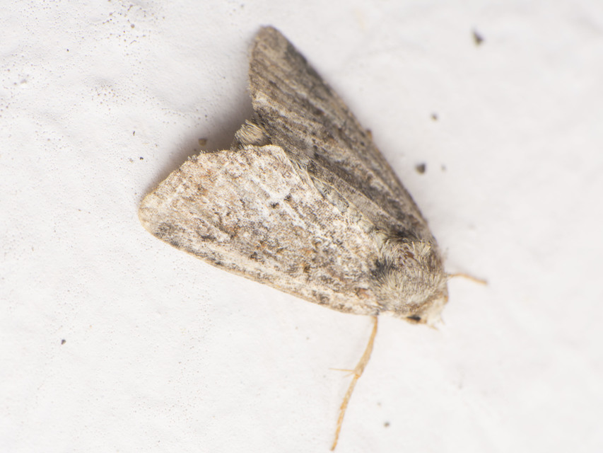 Oligia strigilis/latruncula/versicolor