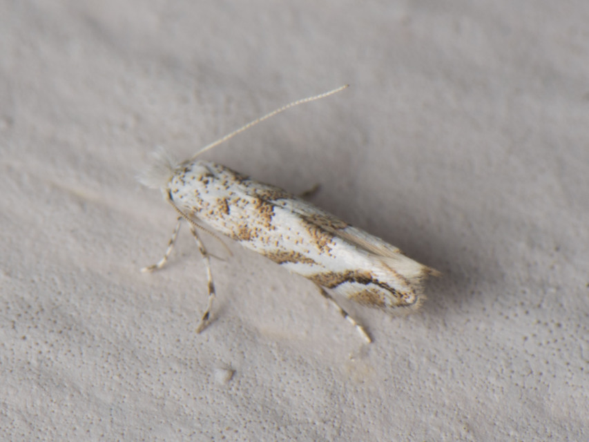 Gracillariidae - keskenyszárnyú molylepkefélék