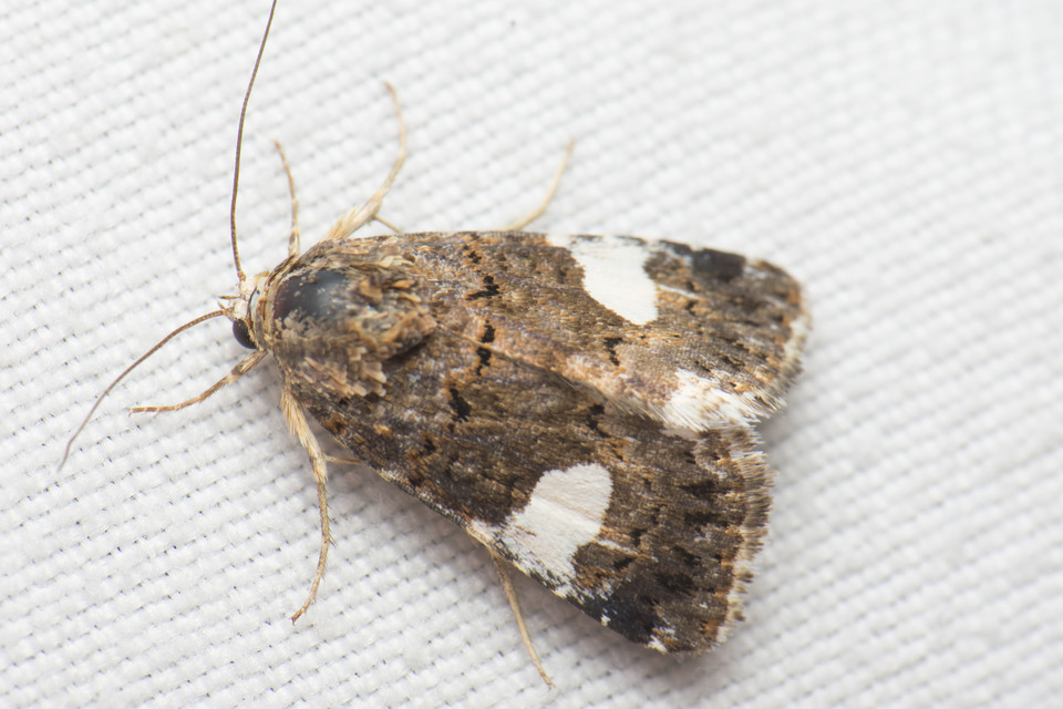 Tyta luctuosa - fekete nappalibagoly