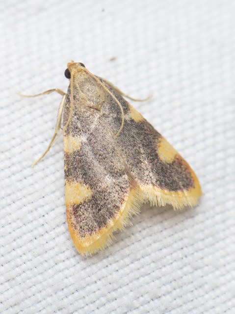 Hypsopygia costalis - szénailonca