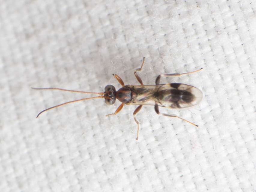 Cryptinae