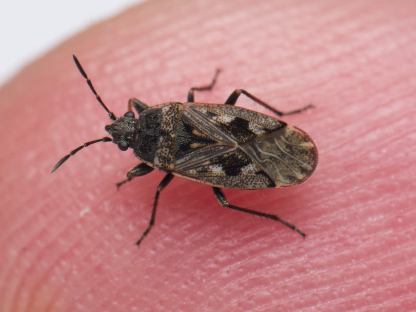 Sphragisticus nebulosus - foltos bodobács