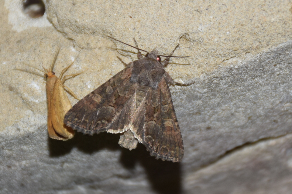 Lacanobia amurensis - homoki kertibagoly