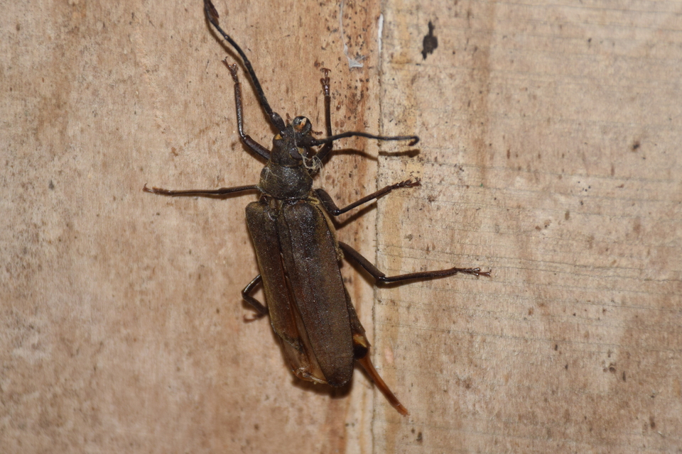 Aegosoma scabricorne - diófacincér