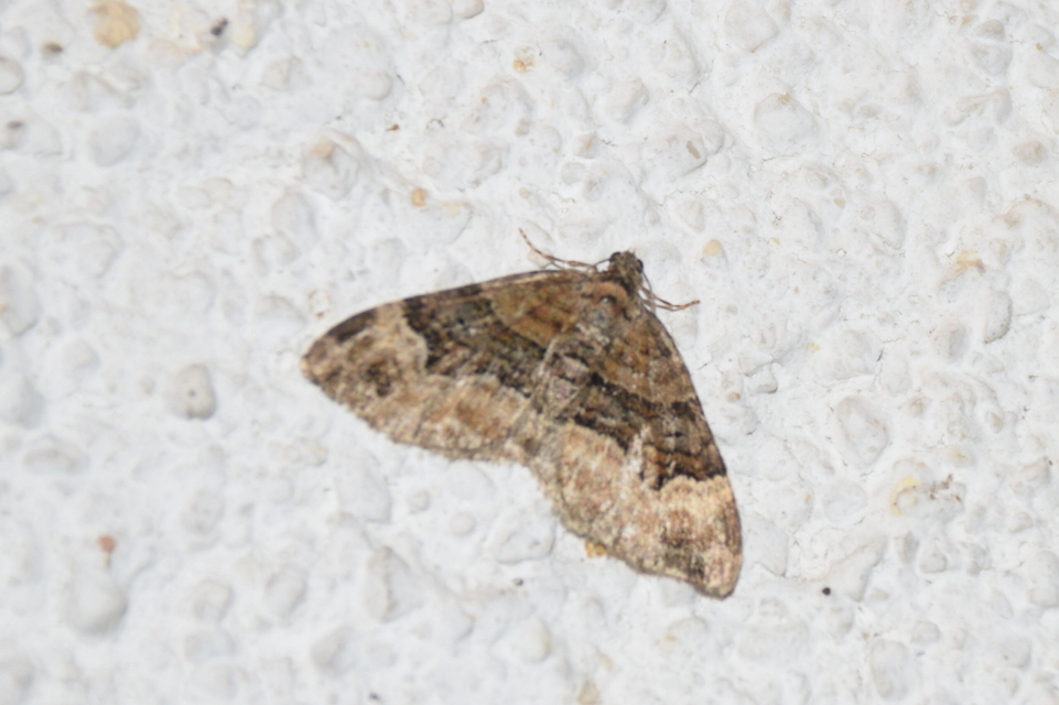 Xanthorhoe biriviata - kétsávos tarkaaraszoló