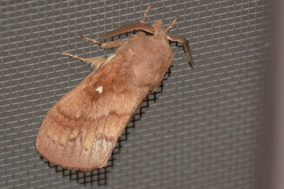 Dendrolimus pini - fenyőpohók