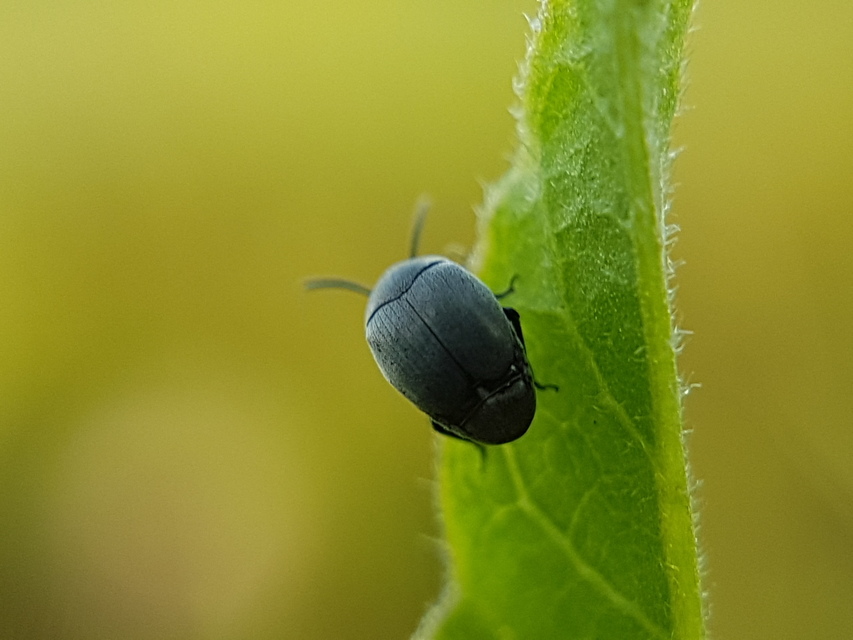 Spermophagus