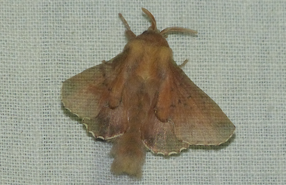Phyllodesma tremulifolia - nyárlevélpohók