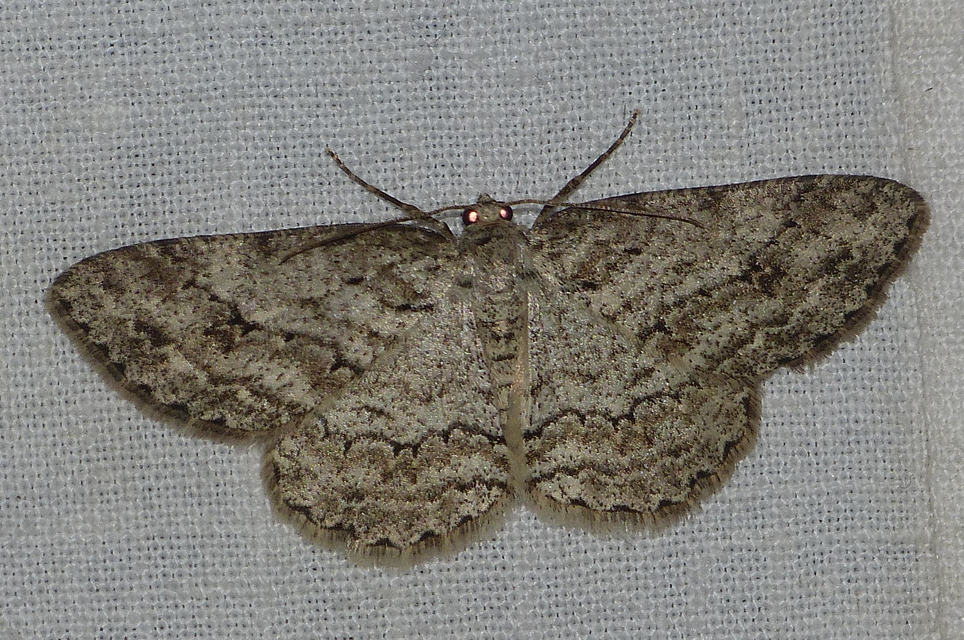 Ectropis crepuscularia - avararaszoló