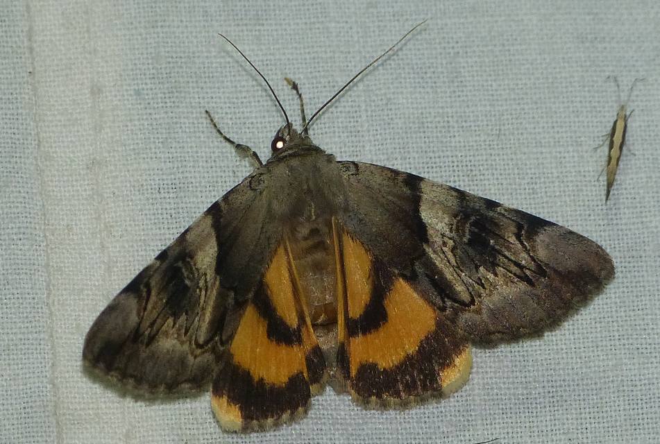 Catocala fulminea - galagonya-övesbagoly