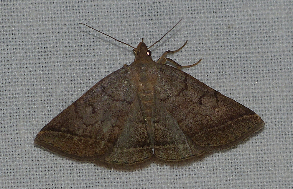 Zanclognatha lunalis - pelyheslábú karcsúbagoly
