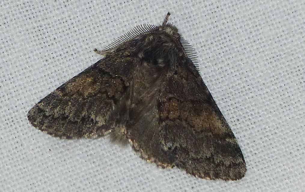 Gluphisia crenata - kormos púposszövő