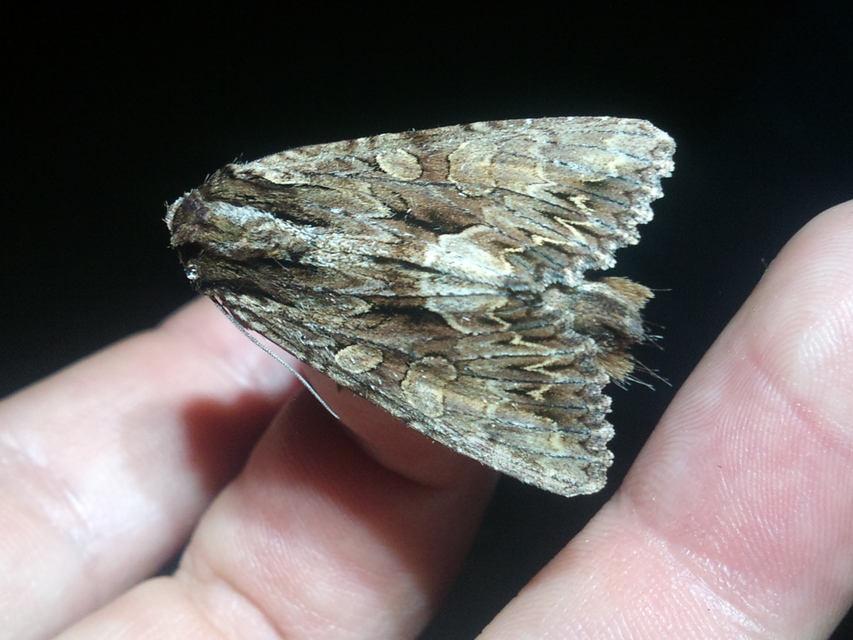 Apamea monoglypha - nagy dudvabagoly