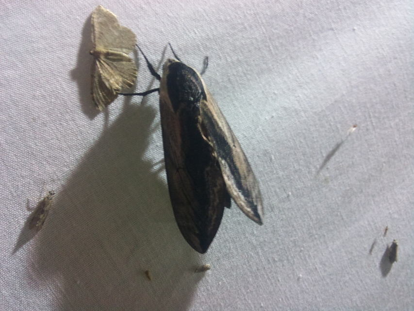 Sphinx ligustri - fagyalszender