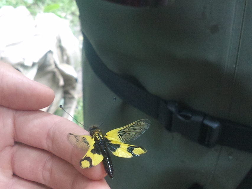Libelloides macaronius - keleti rablópille