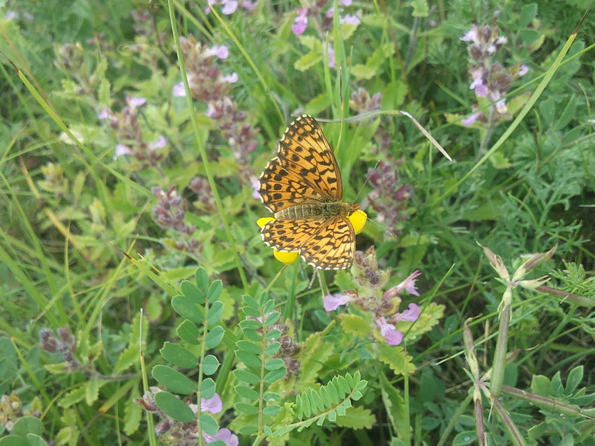 Boloria dia - kis gyöngyházlepke