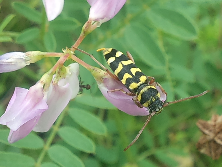 Echinocerus floralis - lucerna-darázscincér