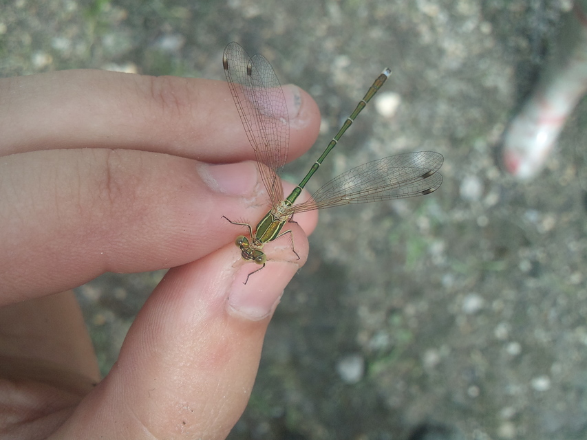 Lestes barbarus - foltosszárnyjegyű rablószitakötő