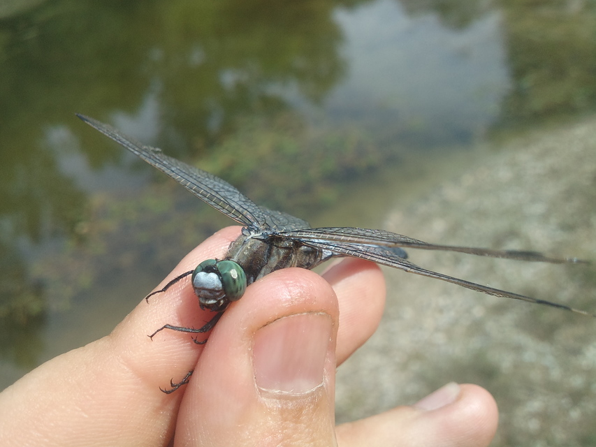 Orthetrum albistylum - fehérfarkú pásztorszitakötő