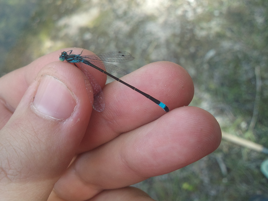 Ischnura elegans pontica - kéköves légivadász