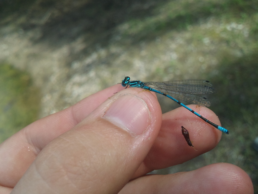 Coenagrion puella - azúrkék légivadász