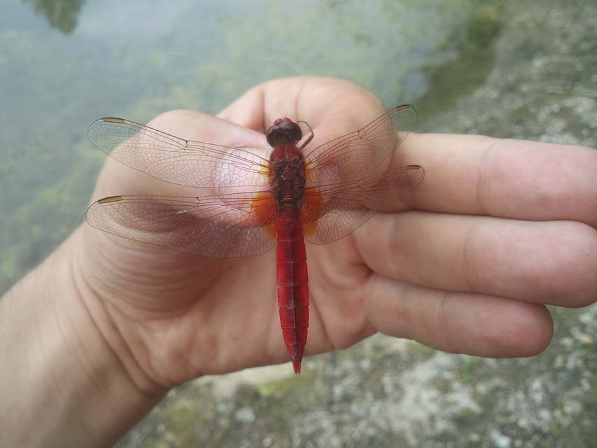 Crocothemis erythraea - skarlát szitakötő