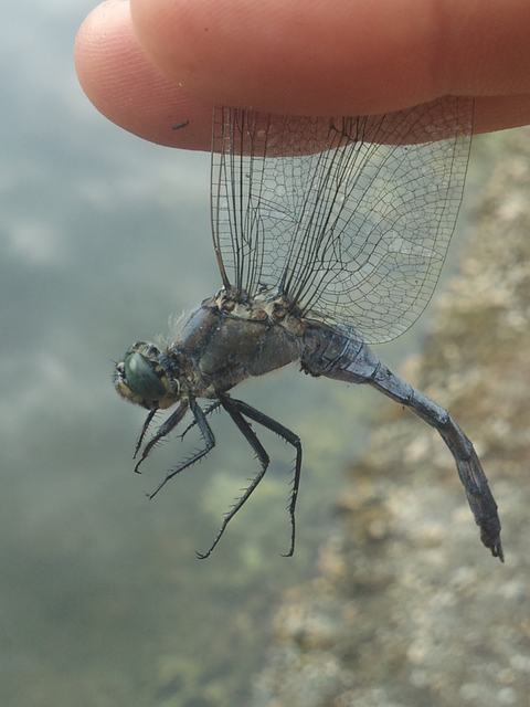 Orthetrum cancellatum - feketefarkú pásztorszitakötő