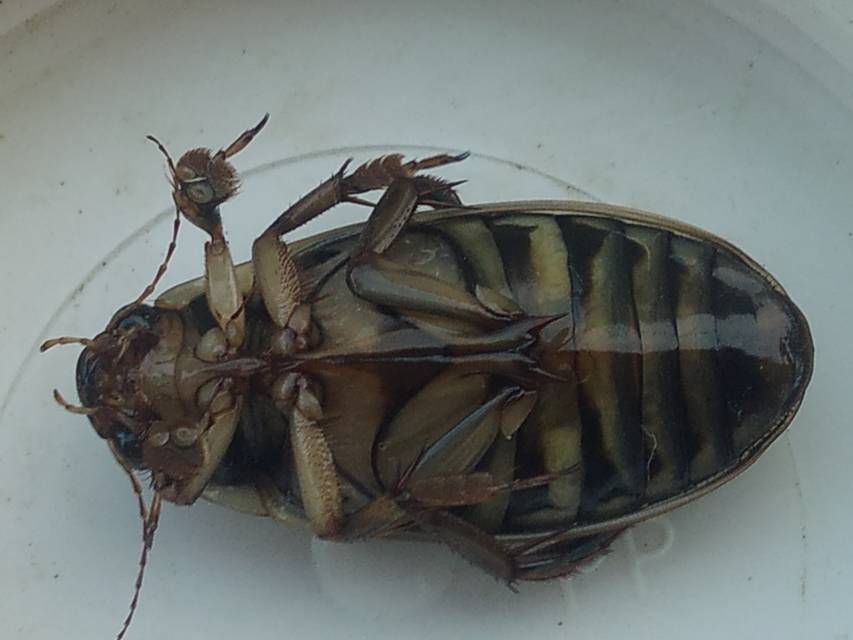 Dytiscus circumflexus - foltoshasú csíkbogár