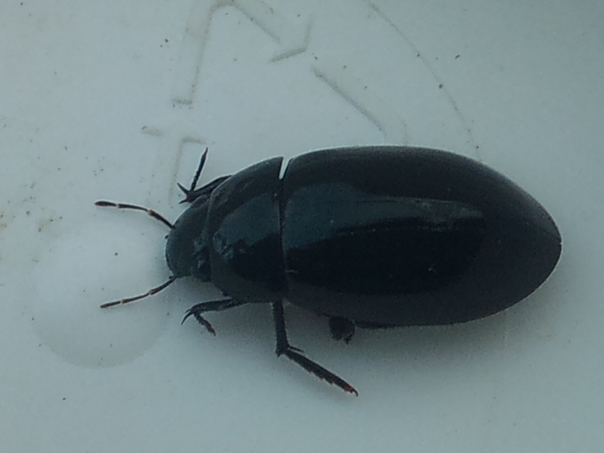 Hydrochara caraboides - kis csibor