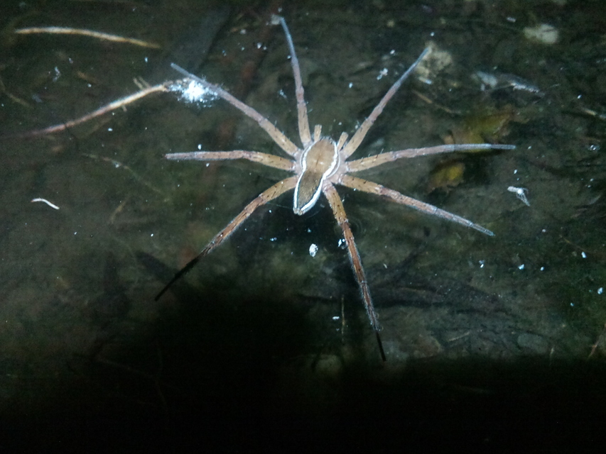 Dolomedes fimbriatus - szegélyes vidrapók