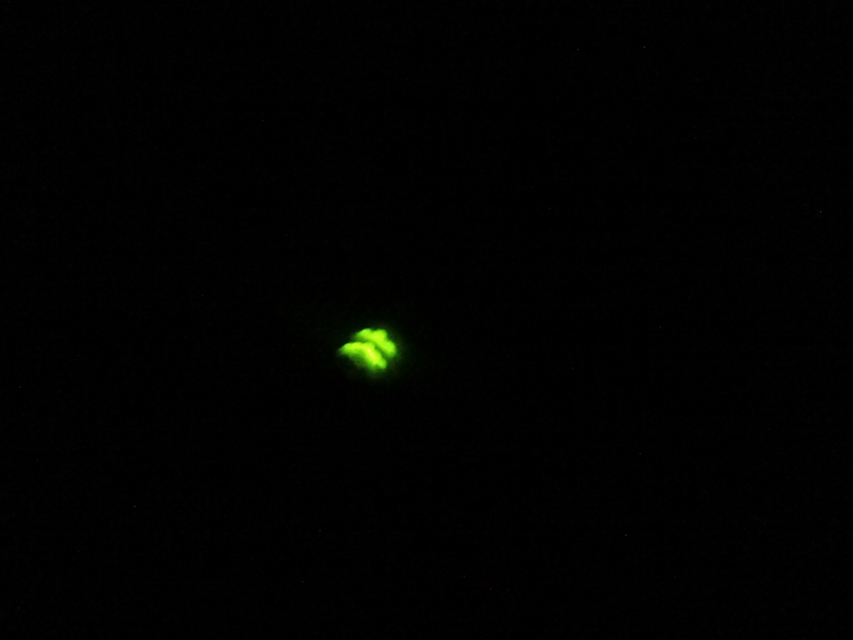 Lampyris noctiluca - nagy szentjánosbogár