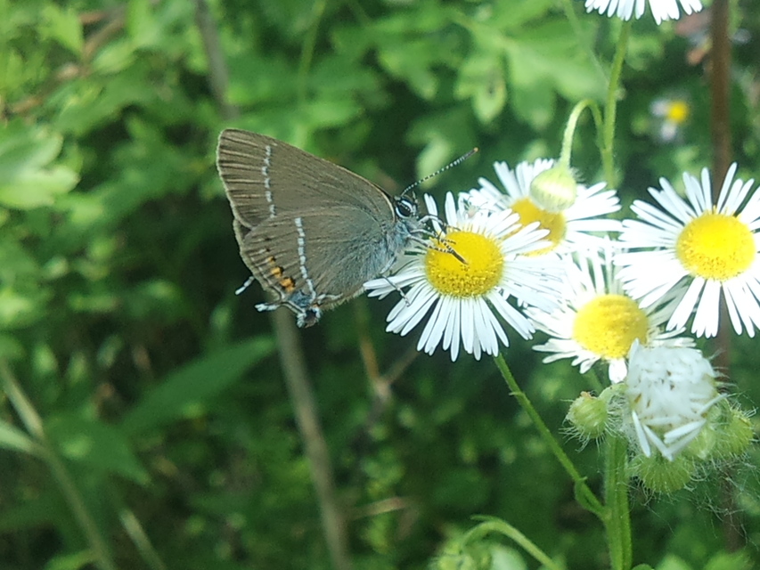 Satyrium spini - kökény-csücsköslepke