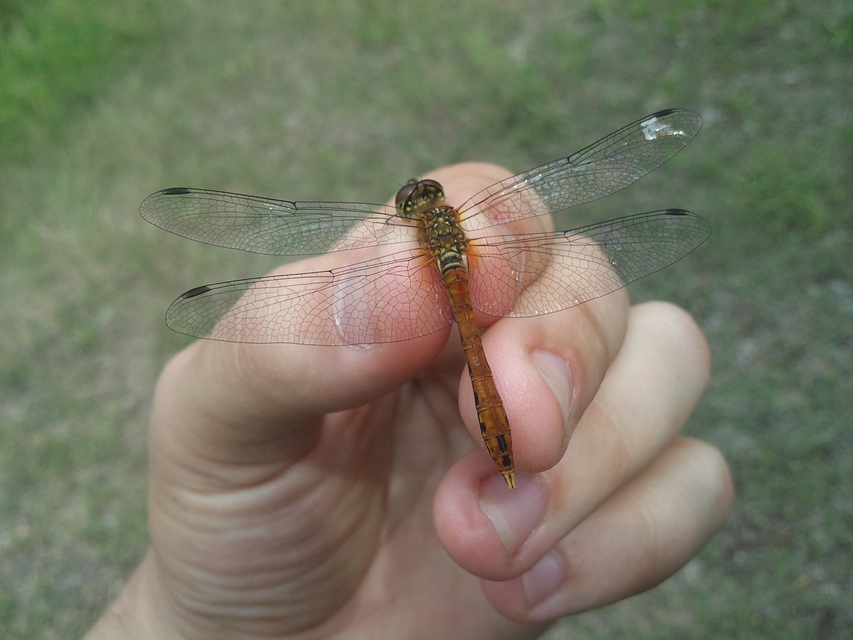 Sympetrum sanguineum - vörös katona-szitakötő