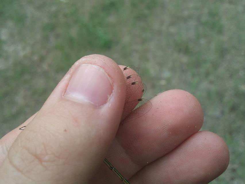 Lestes barbarus - foltosszárnyjegyű rablószitakötő