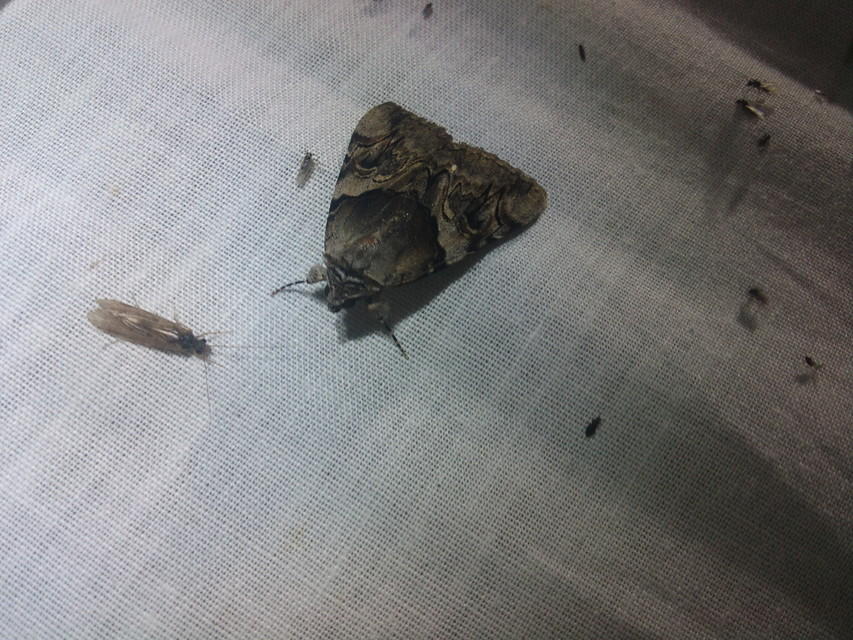 Catocala fulminea - galagonya-övesbagoly