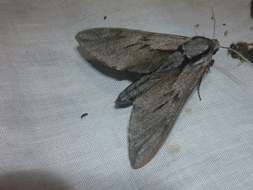 Hyloicus pinastri - fenyőszender