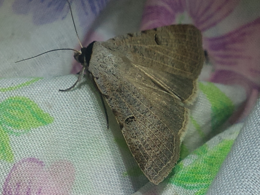 Lygephila craccae - gyakori csüdfűbagoly