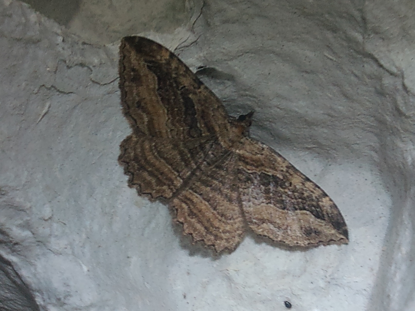 Philereme transversata - varjútövis-araszoló