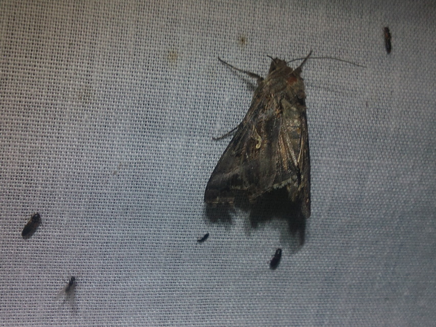 Autographa gamma - gammalepke